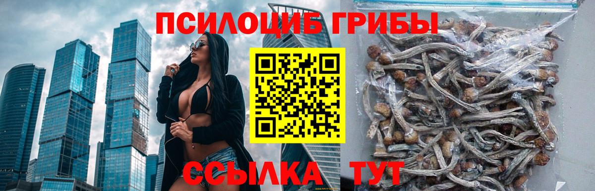 Галлюциногенные грибы Psilocybine cubensis Хасавюрт